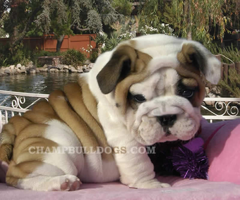 English Bulldog puppies for sale